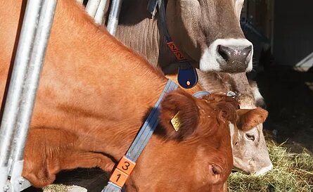 DeLaval VMS™ V300 ist das ultimative Melksystem