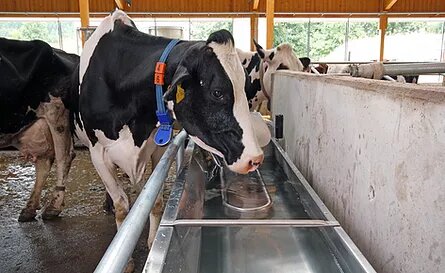 Optimale Fütterung Ihrer Kühe